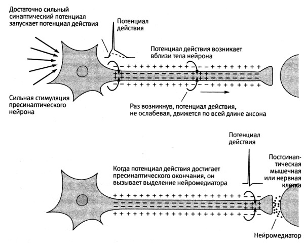 Иллюстрация к книге — В поисках памяти [i_024.jpg]