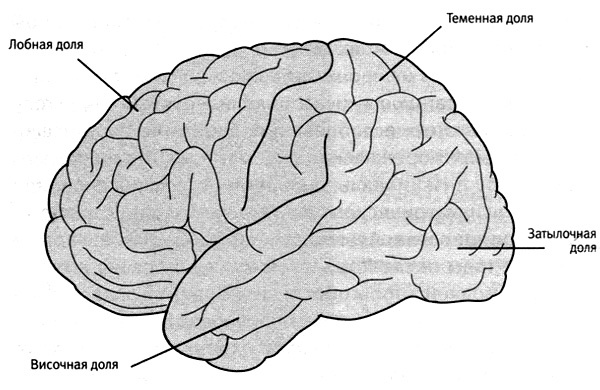 Иллюстрация к книге — В поисках памяти [i_029.jpg]