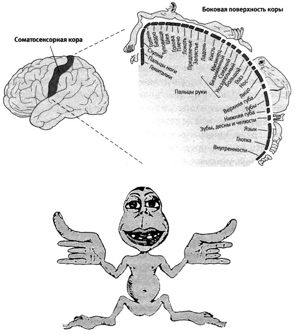 Иллюстрация к книге — В поисках памяти [i_030.jpg]