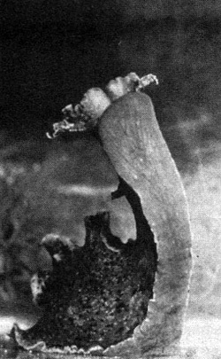 Иллюстрация к книге — В поисках памяти [i_039.jpg]