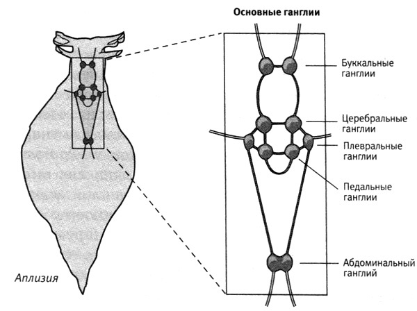 Иллюстрация к книге — В поисках памяти [i_040.jpg]