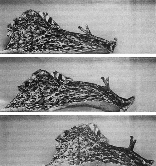 Иллюстрация к книге — В поисках памяти [i_044.jpg]