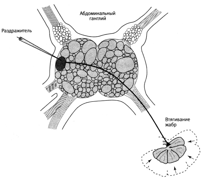 Иллюстрация к книге — В поисках памяти [i_048.jpg]