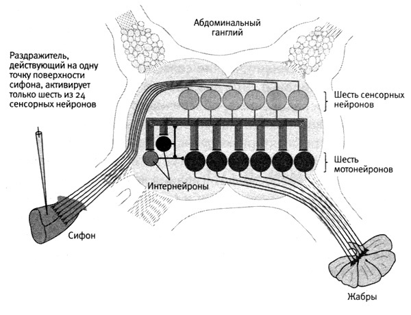 Иллюстрация к книге — В поисках памяти [i_049.jpg]