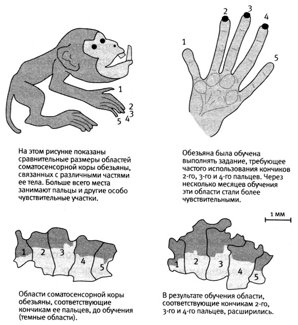 Иллюстрация к книге — В поисках памяти [i_052.jpg]