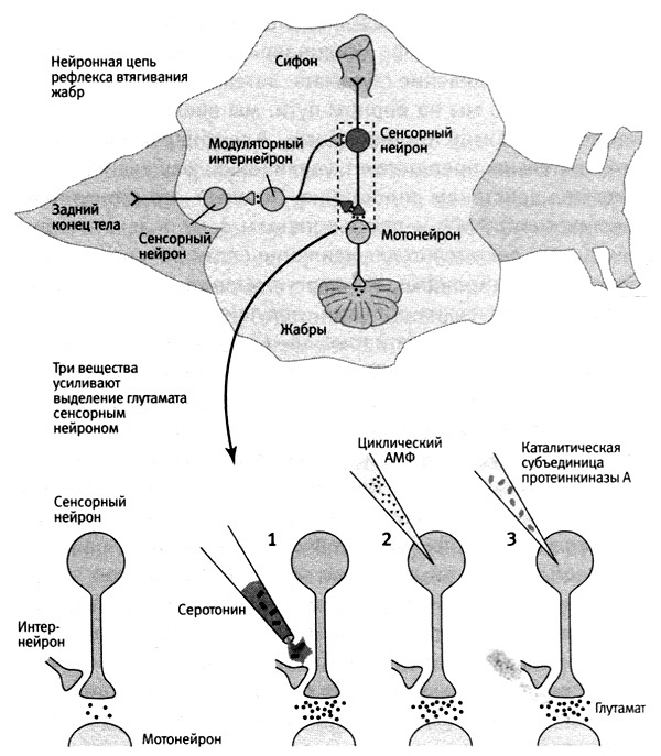 Иллюстрация к книге — В поисках памяти [i_056.jpg]