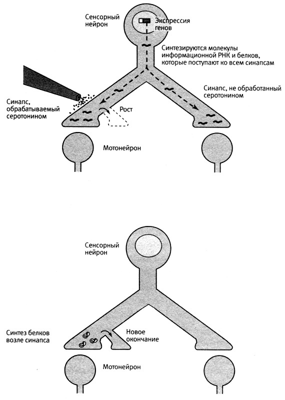 Иллюстрация к книге — В поисках памяти [i_064.jpg]