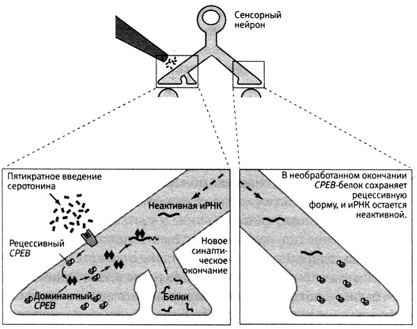 Иллюстрация к книге — В поисках памяти [i_065.jpg]
