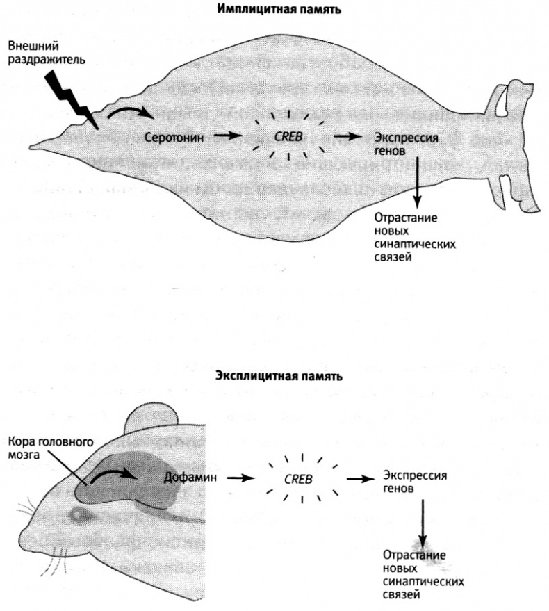 Иллюстрация к книге — В поисках памяти [i_067.jpg]
