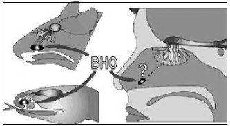 Иллюстрация к книге — Язык запахов [i_008.jpg]