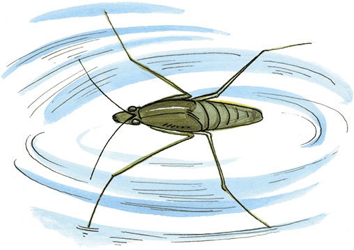 Иллюстрация к книге — Необыкновенные приключения Карика и Вали [i_023.jpg]