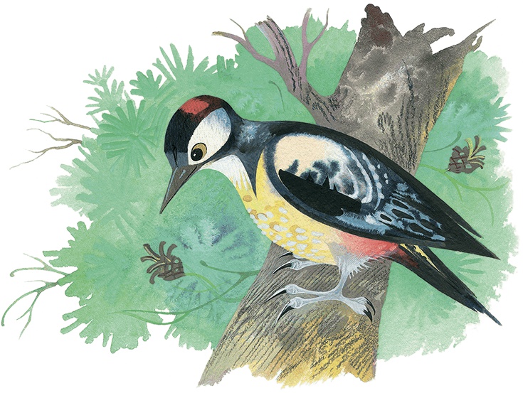 Иллюстрация к книге — Храбрый Тилли и другие истории [i_015.jpg]