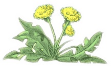 Иллюстрация к книге — Сказки Изумрудного Леса [i_001.jpg]