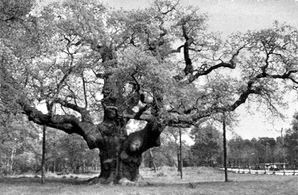 Иллюстрация к книге — Робин Гуд [i_004.jpg]