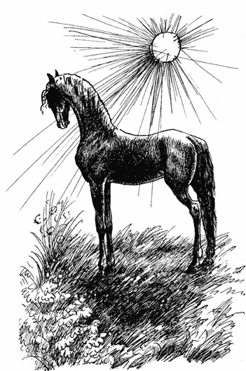 Иллюстрация к книге — Черный красавчик [i_011.jpg]