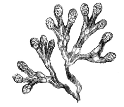 Иллюстрация к книге — Приключения маленькой трески [i_002.jpg]