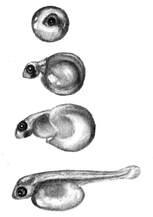 Иллюстрация к книге — Приключения маленькой трески [i_006.jpg]