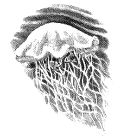 Иллюстрация к книге — Приключения маленькой трески [i_009.jpg]