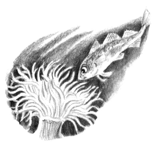 Иллюстрация к книге — Приключения маленькой трески [i_011.jpg]