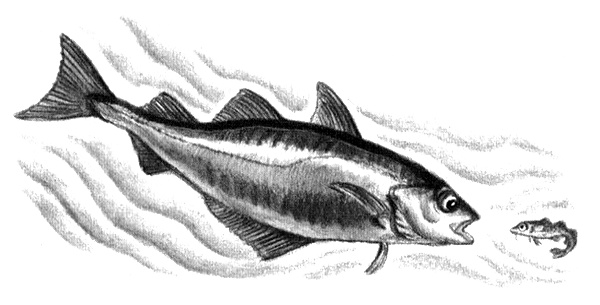 Иллюстрация к книге — Приключения маленькой трески [i_013.jpg]