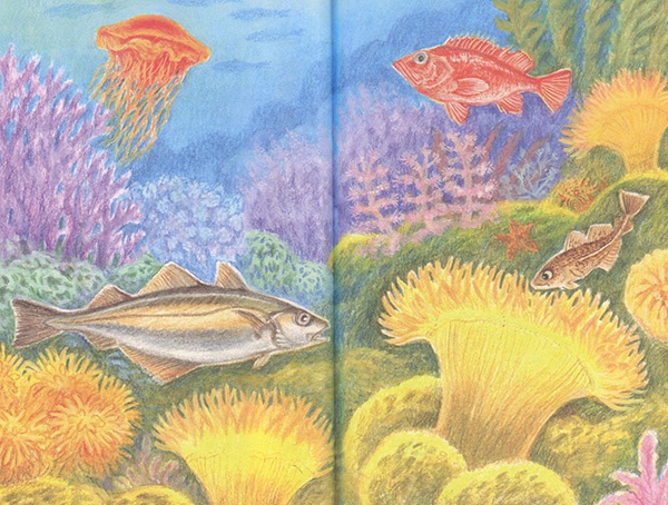 Иллюстрация к книге — Приключения маленькой трески [i_014.jpg]