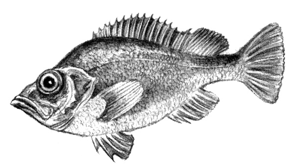 Иллюстрация к книге — Приключения маленькой трески [i_015.jpg]