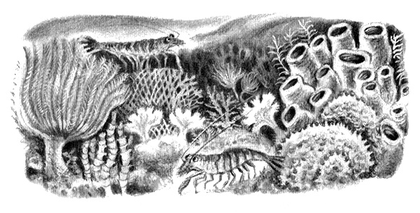 Иллюстрация к книге — Приключения маленькой трески [i_016.jpg]