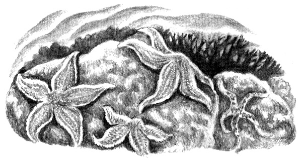 Иллюстрация к книге — Приключения маленькой трески [i_019.jpg]