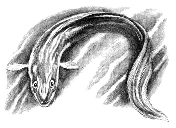 Иллюстрация к книге — Приключения маленькой трески [i_021.jpg]