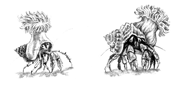 Иллюстрация к книге — Приключения маленькой трески [i_023.jpg]