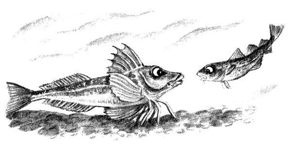 Иллюстрация к книге — Приключения маленькой трески [i_024.jpg]