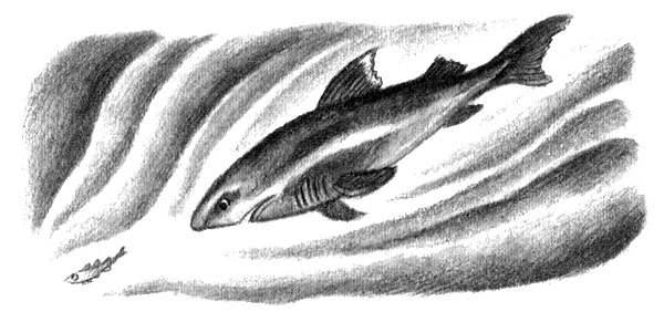 Иллюстрация к книге — Приключения маленькой трески [i_025.jpg]