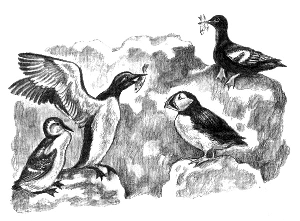 Иллюстрация к книге — Приключения маленькой трески [i_026.jpg]