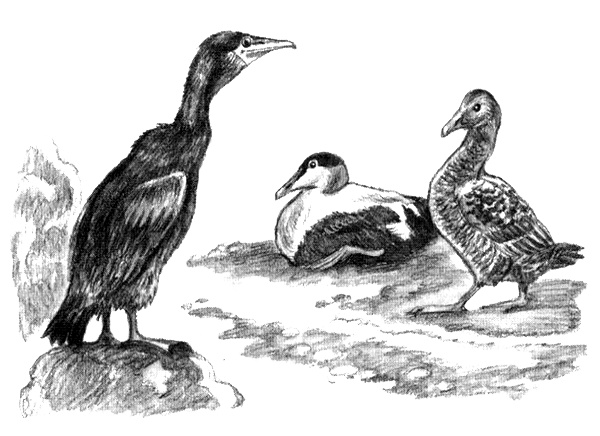 Иллюстрация к книге — Приключения маленькой трески [i_027.jpg]