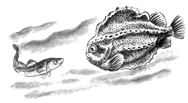 Иллюстрация к книге — Приключения маленькой трески [i_029.jpg]