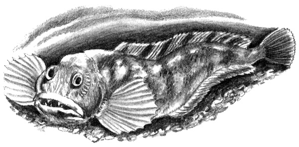 Иллюстрация к книге — Приключения маленькой трески [i_030.jpg]