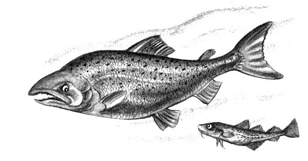 Иллюстрация к книге — Приключения маленькой трески [i_034.jpg]