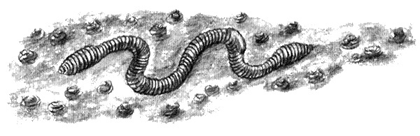 Иллюстрация к книге — Приключения маленькой трески [i_036.jpg]
