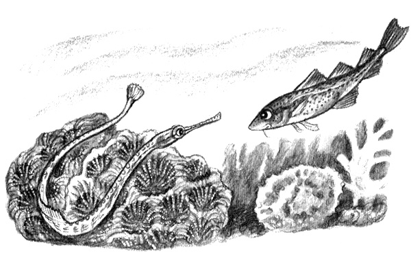 Иллюстрация к книге — Приключения маленькой трески [i_037.jpg]