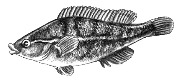 Иллюстрация к книге — Приключения маленькой трески [i_038.jpg]