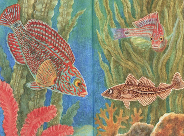 Иллюстрация к книге — Приключения маленькой трески [i_040.jpg]