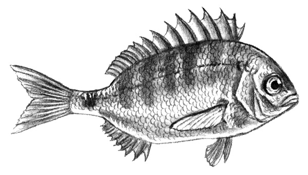 Иллюстрация к книге — Приключения маленькой трески [i_042.jpg]