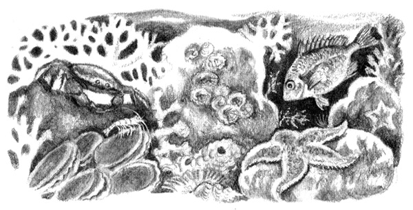 Иллюстрация к книге — Приключения маленькой трески [i_043.jpg]