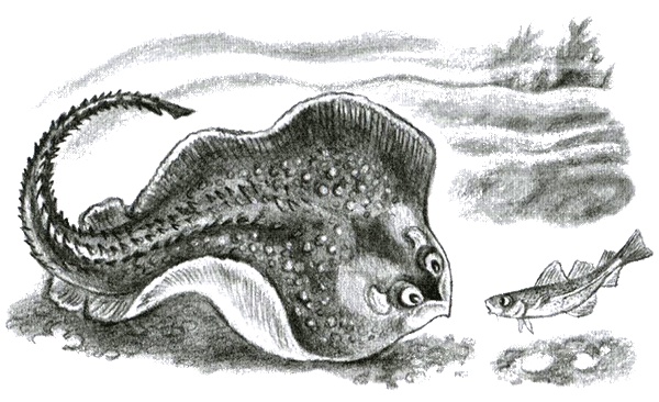 Иллюстрация к книге — Приключения маленькой трески [i_044.jpg]