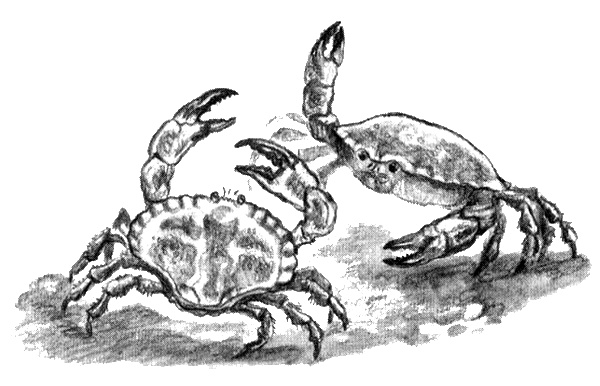 Иллюстрация к книге — Приключения маленькой трески [i_046.jpg]