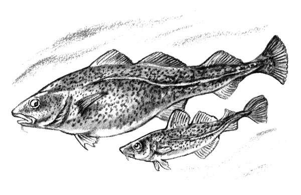 Иллюстрация к книге — Приключения маленькой трески [i_049.jpg]