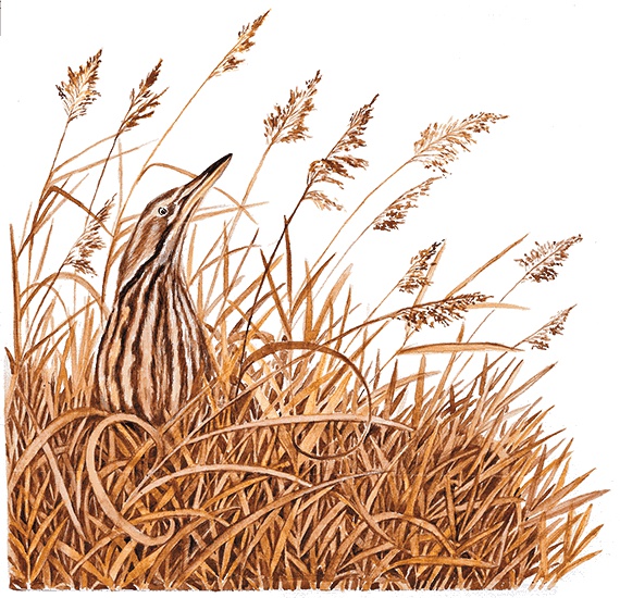 Иллюстрация к книге — Лесные разведчики [i_002.jpg]