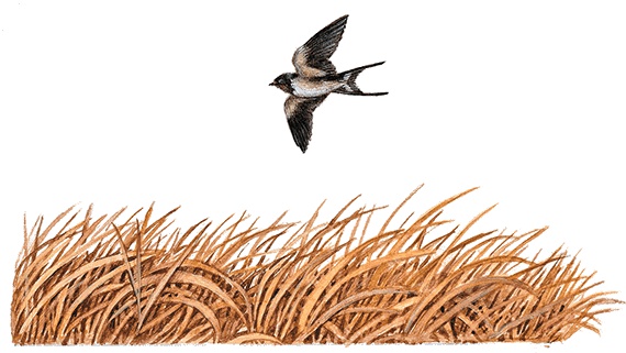 Иллюстрация к книге — Лесные разведчики [i_003.jpg]