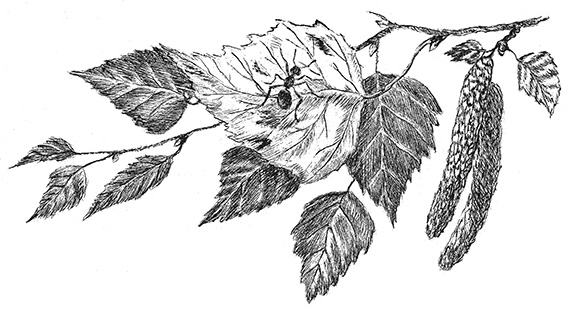 Иллюстрация к книге — Лесные разведчики [i_007.jpg]