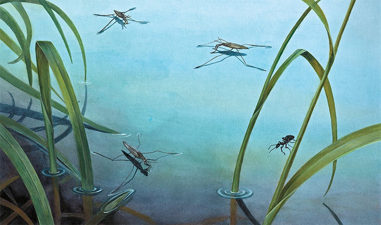 Иллюстрация к книге — Лесные разведчики [i_008.jpg]